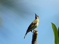 Bulbul 6